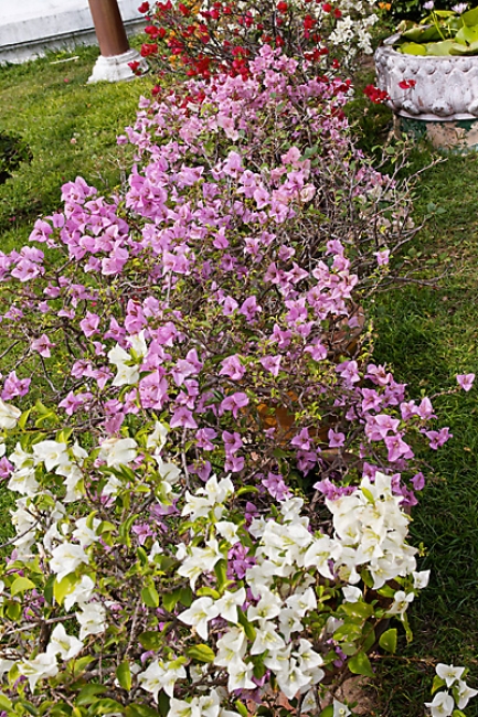 Wat Phra Mongkon Bophit-013